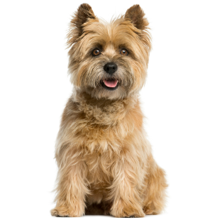 Cairn Terrier