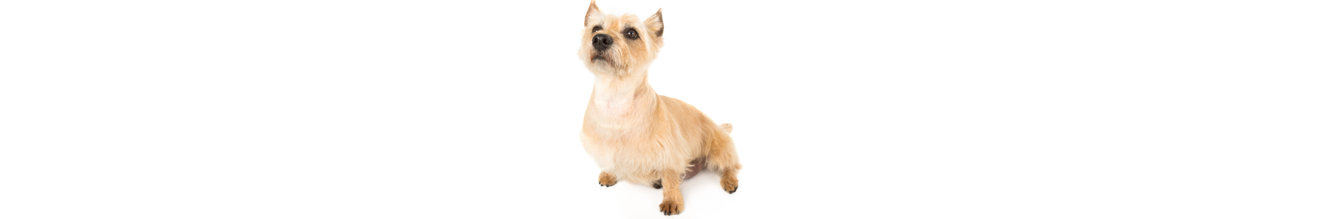 Cairn Terrier