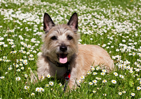 Cairn Terrier