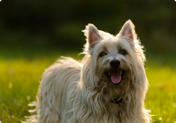 Cairn Terrier