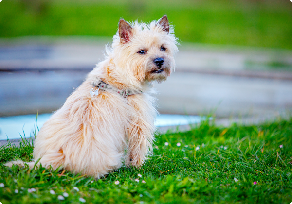 Cairn Terrier