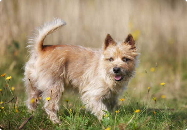 Cairn Terrier