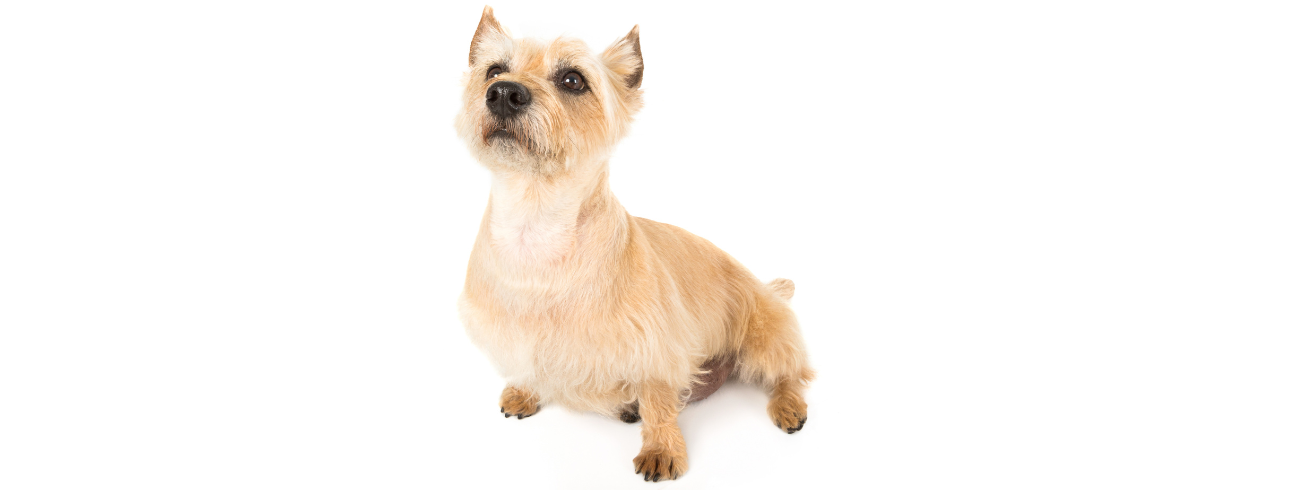 Cairn Terrier