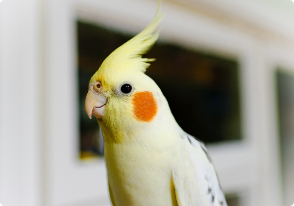 Calopsita