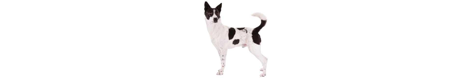 Canaan Dog