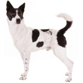 Cão de Canaã