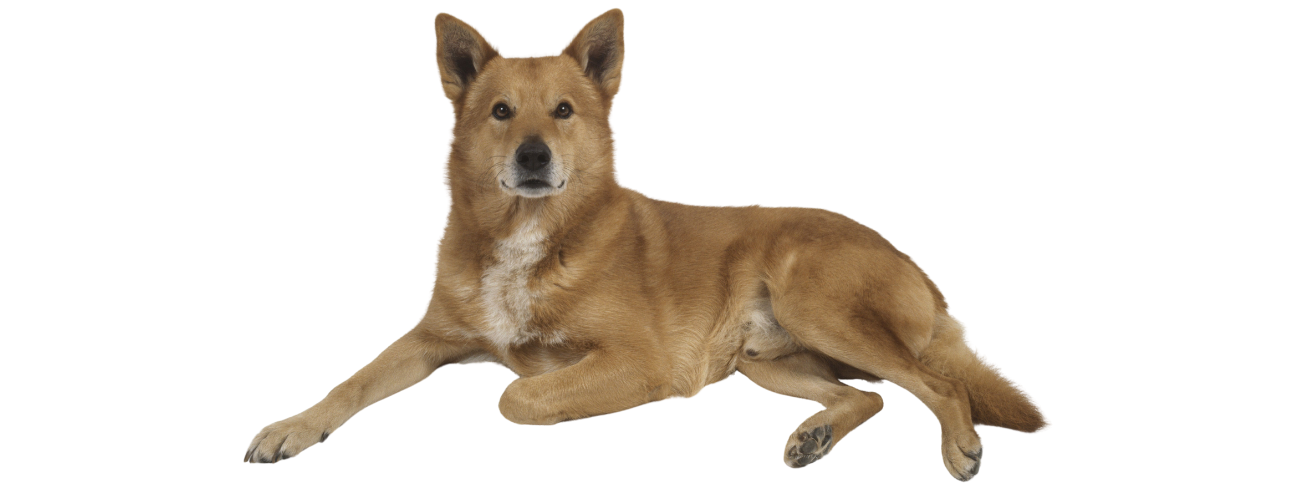 Canaan Dog
