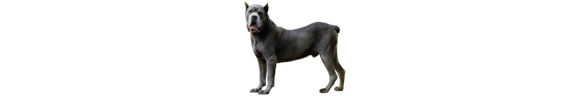 Cane Corso Cane Corso
