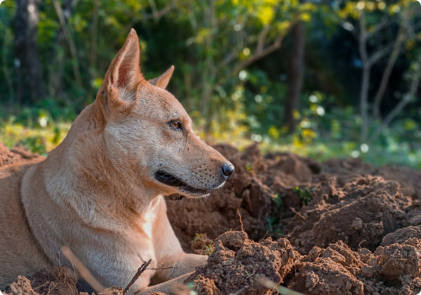 Canaan Dog