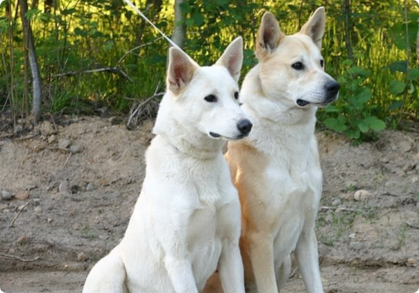 Canaan Dog