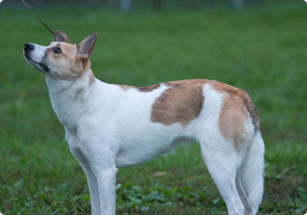 Canaan Dog