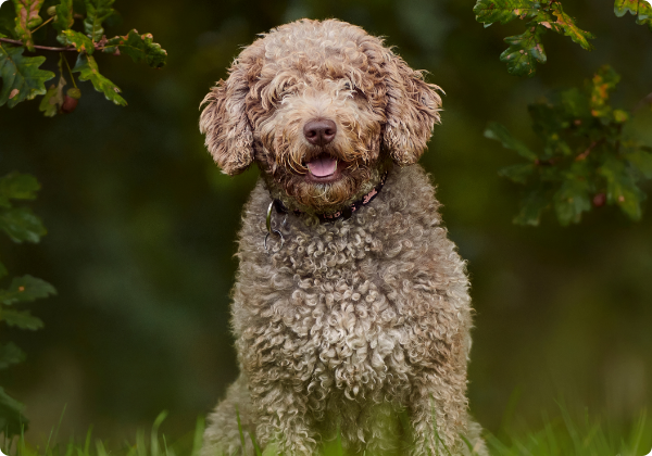 Cão d'Água Espanhol