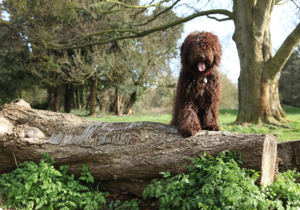 Cão d'Água Espanhol
