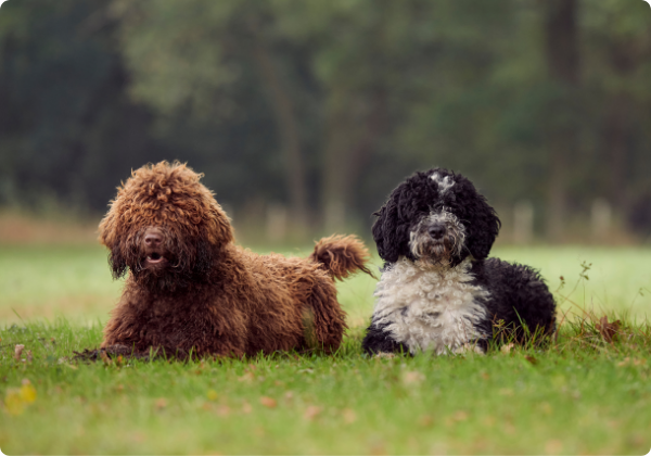 Cão d'Água Espanhol