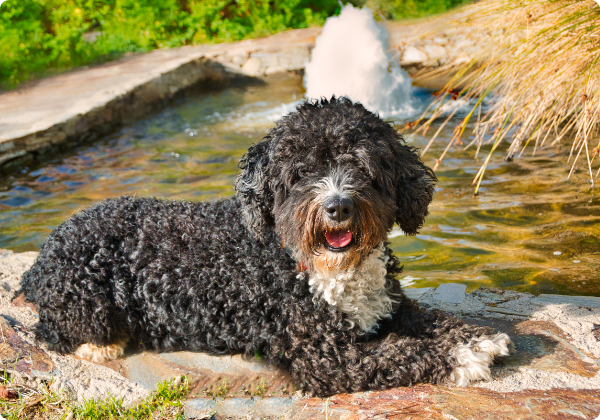 Cão d'Água Espanhol