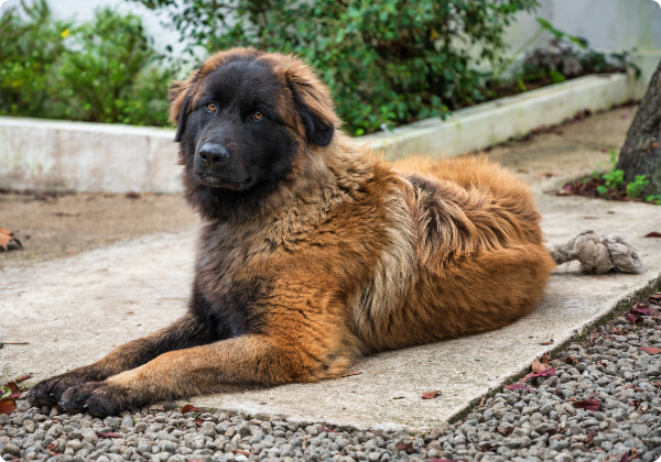 Cão da Serra da Estrela