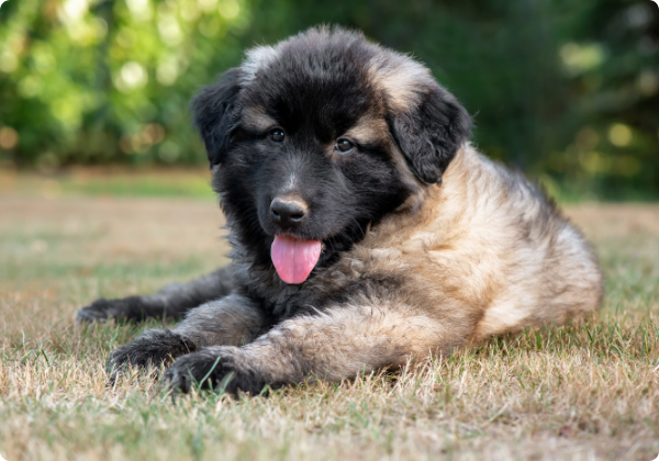 Cão da Serra da Estrela