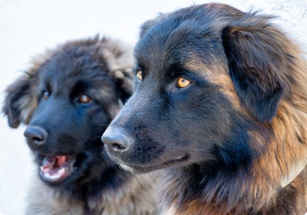 Cão da Serra da Estrela