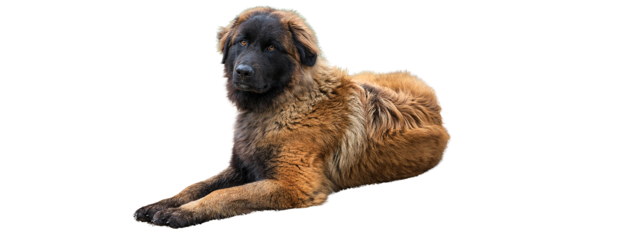 Cão da Serra da Estrela