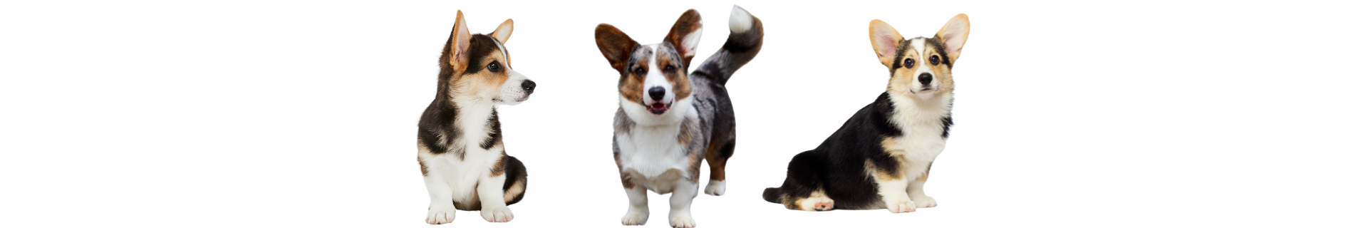 Welsh Corgi Cardigan Welsh Corgi Cardigan