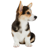 Welsh Corgi Cardigan