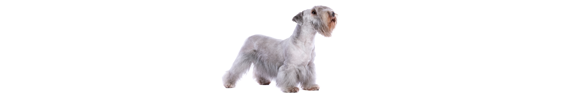 Cesky Terrier
