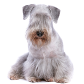 Cesky Terrier