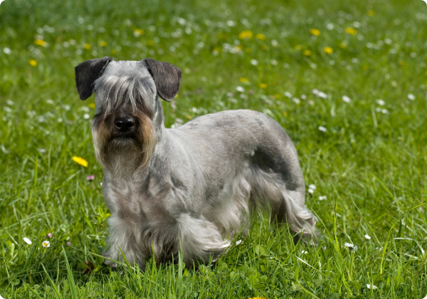 Cesky Terrier