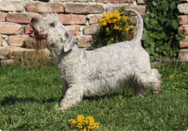 Cesky Terrier