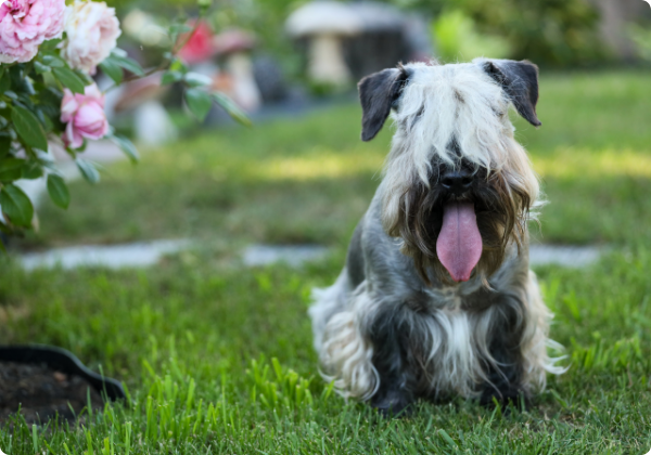 Cesky Terrier