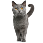 Chartreux