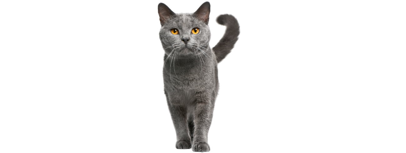 Chartreux