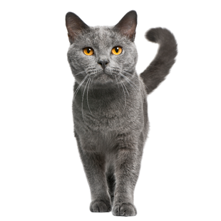Chartreux