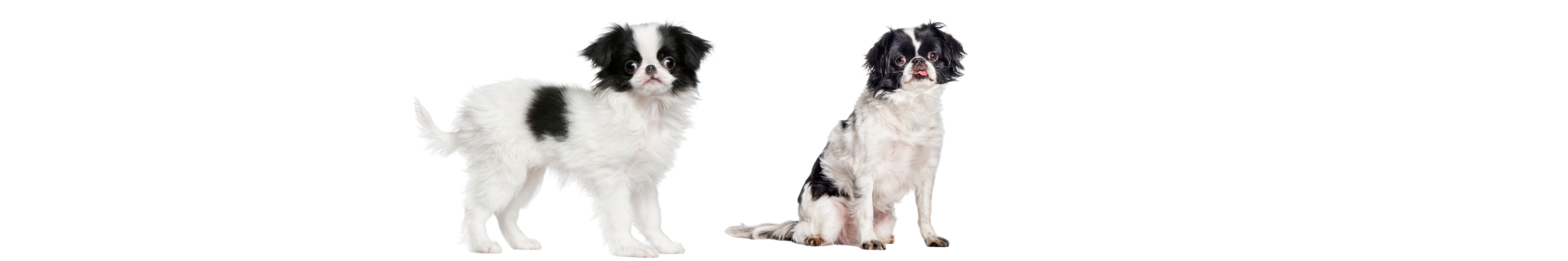 Spaniel Japonês Spaniel Japonês