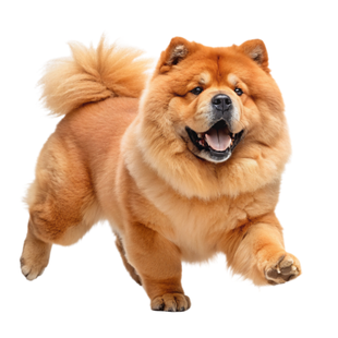 Chow chow