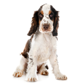 Cocker Spaniel Inglês