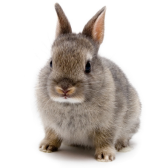 Coelho Anão