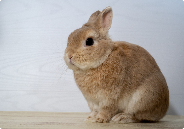 Coelho Anão