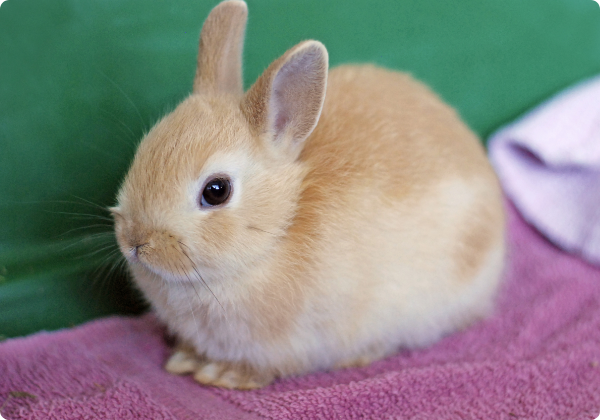 Coelho Anão