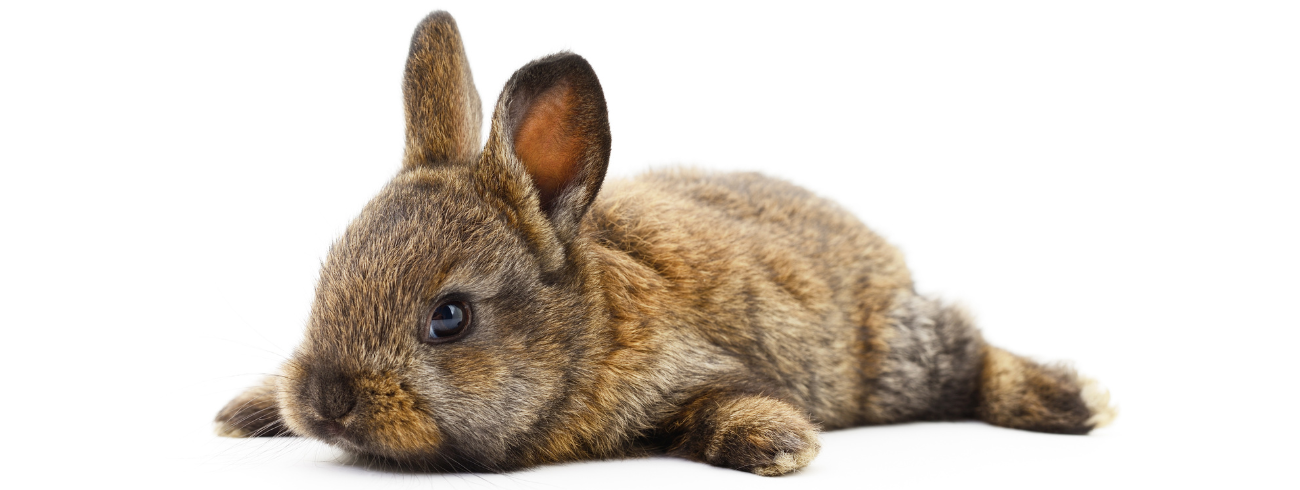 Coelho Anão