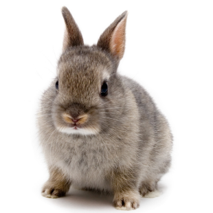 Coelho Anão