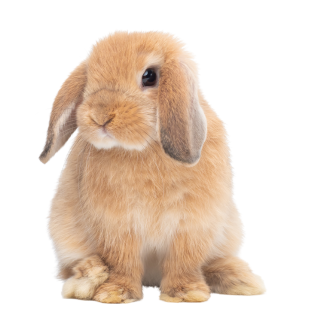 Coelho Holland Lop