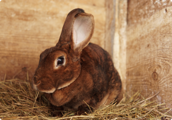 Coelho Rex