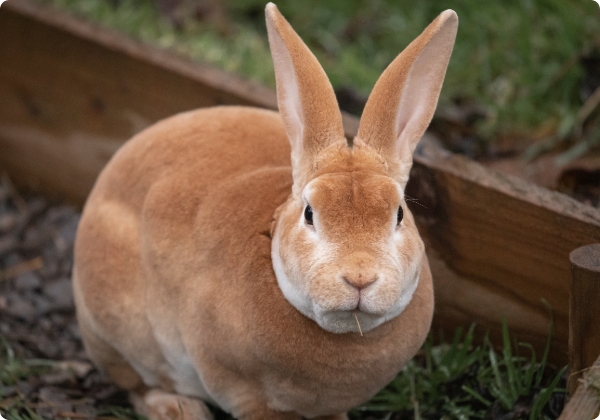 Coelho Rex