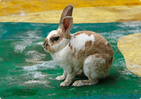 Porquinho da India Inglês