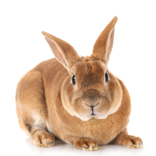Coelho Rex