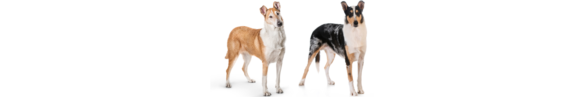 Collie de Pelo Curto