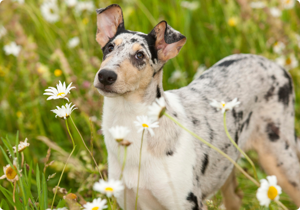 Collie de Pelo Curto