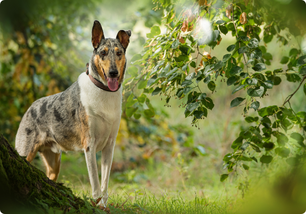 Collie de Pelo Curto