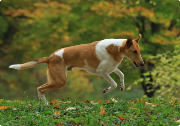 Collie de Pelo Curto